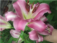 681400c2-Picture 013.jpg